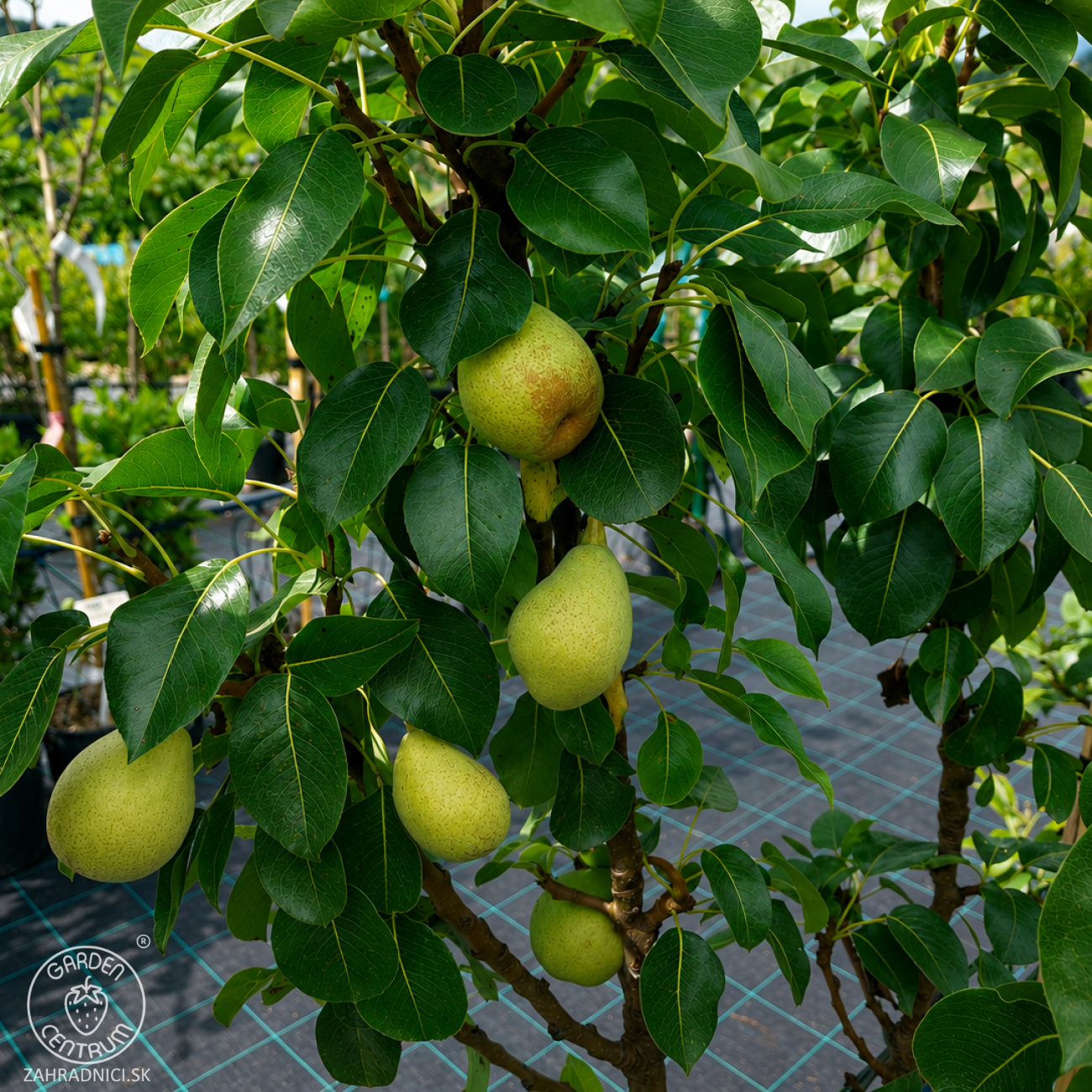Obrázok Mini hruška nízkokmenná (Pyrus communis) ´GARDEN PEARL´® - jesenná, výška 60-90 cm, kont. C5L